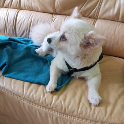 💥Haba kleine Pomeranian sucht ein schönes Zuhause 💥, Pomerian - Hündin