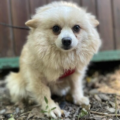 💥Haba kleine Pomeranian sucht ein schönes Zuhause 💥, Zwergspitz - Hündin