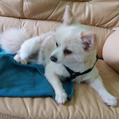 💥Haba kleine Pomeranian sucht ein schönes Zuhause 💥, Zwergspitz - Hündin