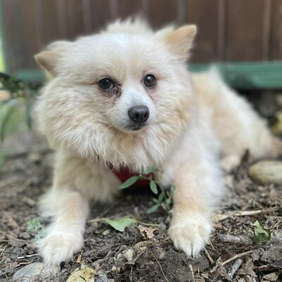 💥Haba kleine Pomeranian sucht ein schönes Zuhause 💥, Zwergspitz - Hündin