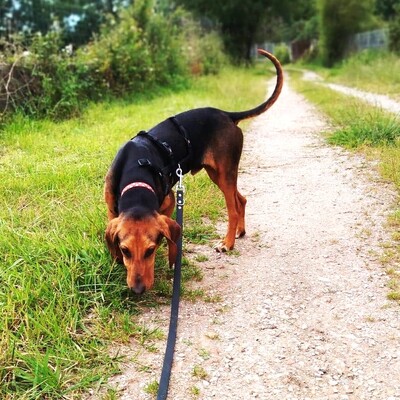 💥Haben Sie diese Ohren gesehen?! Zauberhaft!! Sie gehören Pedro, einem noch ganz jungen Bruno de Jura (Mix?)💥, Bruno de Jura(Mix?) - Rüde