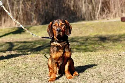 Hachiko, Mischling - Rüde