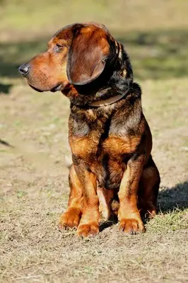 Hachiko, Mischling - Rüde