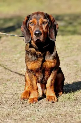 Hachiko, Mischling - Rüde