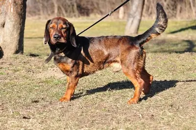 Hachiko, Mischling - Rüde