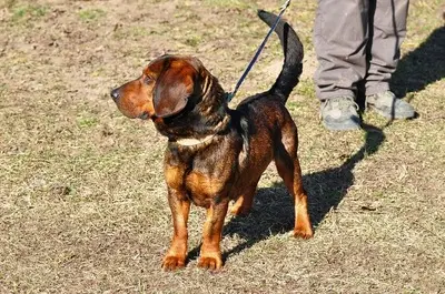Hachiko, Mischling - Rüde