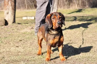Hachiko, Mischling - Rüde