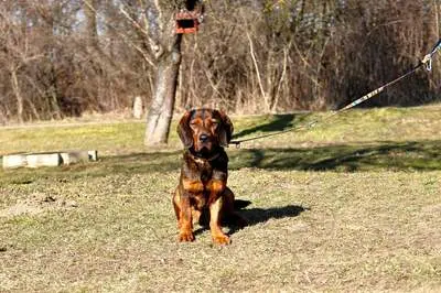 Hachiko, Mischling - Rüde