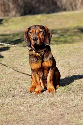 Hachiko, Mischling - Rüde