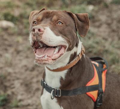 Hades junger Bracke Mix Rüde sucht sportliches Zuhause, Bracke - Rüde