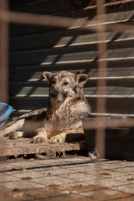 Hagrid sucht leise nach seinem Glück, Mischling - Rüde