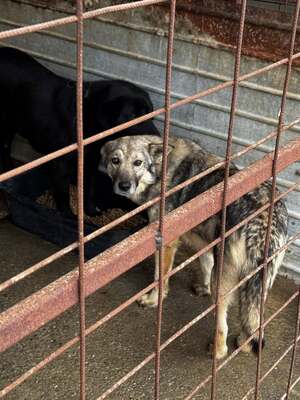 Hagrid sucht leise nach seinem Glück, Mischling - Rüde