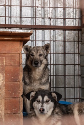 Hagrid sucht leise nach seinem Glück, Mischling - Rüde