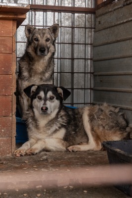 Hagrid sucht leise nach seinem Glück, Mischling - Rüde