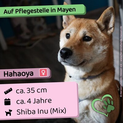 😍 Hahaoya - auf Pflegestelle in Mayen Shiba Inu (Mix) Hündin, Shiba Inu (Mix) - Hündin