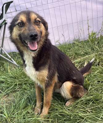 Hailey, Mix - Hündin