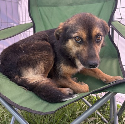 Hailey, Mix - Hündin