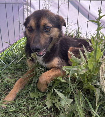 Hailey, Mix - Hündin