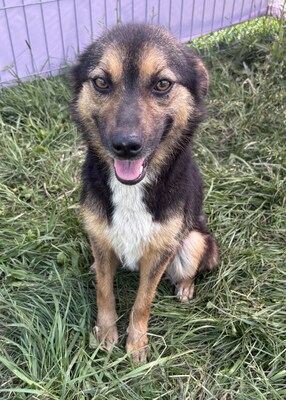 Hailey, Mix - Hündin