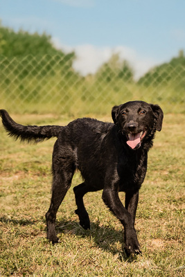 Hailey - menschenbezogen, anhänglich, fröhlich, verschmust, verspielt, anfangs vorsichtig