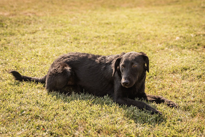 Hailey - menschenbezogen, anhänglich, fröhlich, verschmust, verspielt, anfangs vorsichtig, Mischling (Video-Link vorhanden) - Hündin