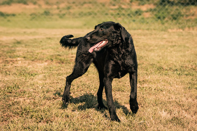 Hailey - menschenbezogen, anhänglich, fröhlich, verschmust, verspielt, anfangs vorsichtig, Mischling (Video-Link vorhanden) - Hündin
