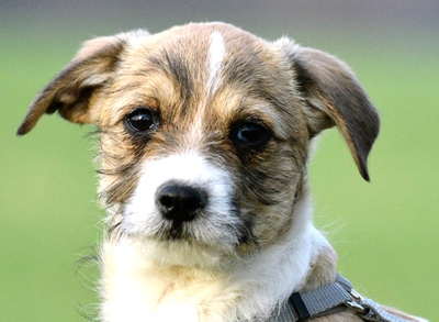 Hajdina sucht ihr für immer Zuhause, Mops-Mischling Welpen - Hündin