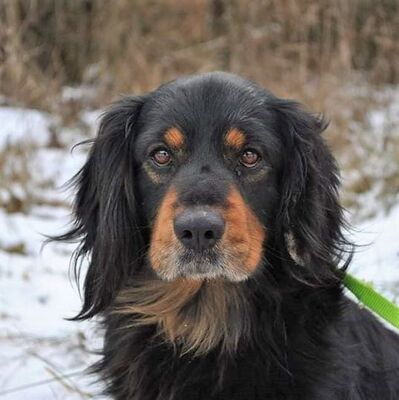 💖Hakan ist sehr genügsam und fragt nicht nach viel...💥, Cavalier King Charles Mischling - Rüde