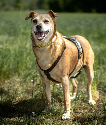Halle, Pinscher Mix - Hündin