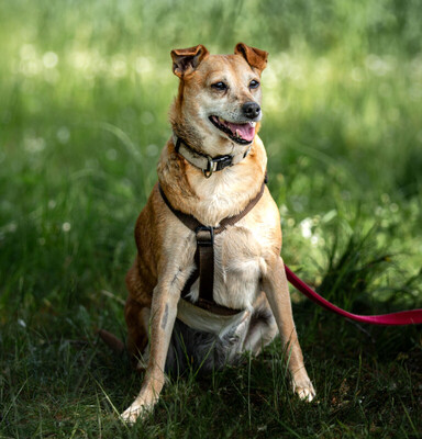Halle, Pinscher Mix - Hündin