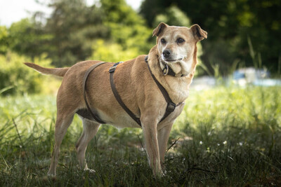 Halle, Pinscher Mix - Hündin