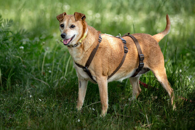 Halle, Pinscher Mix - Hündin