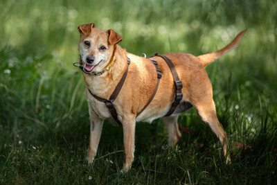 Halle, Pinscher Mix - Hündin