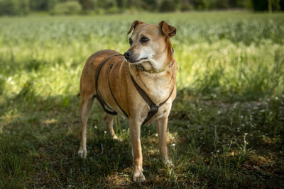 Halle, Pinscher Mix - Hündin