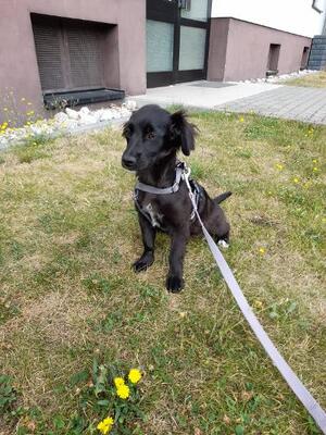 Hamika, Mischling - Hündin