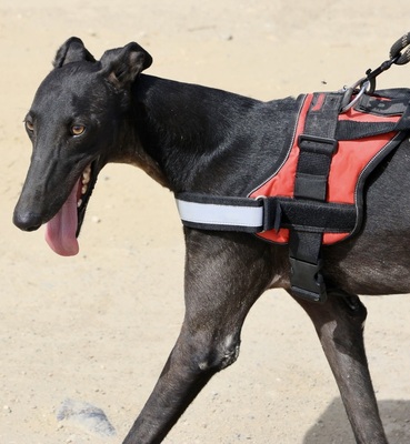 Hank, Galgo Espanol - Rüde