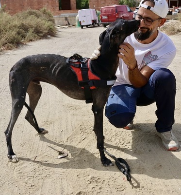 Hank, Galgo Espanol - Rüde