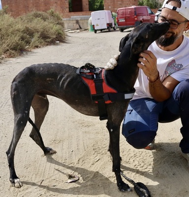 Hank, Galgo Espanol - Rüde