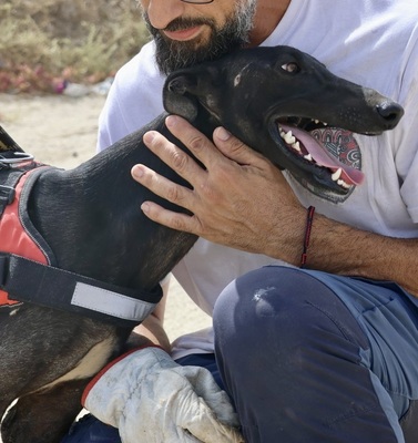 Hank, Galgo Espanol - Rüde