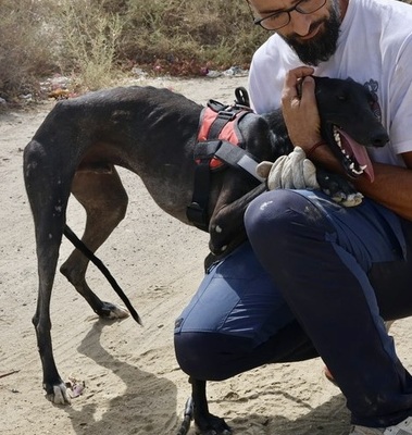 Hank, Galgo Espanol - Rüde