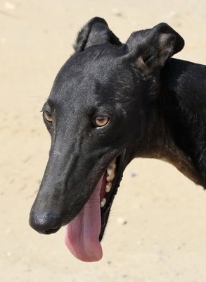 Hank, Galgo Espanol - Rüde
