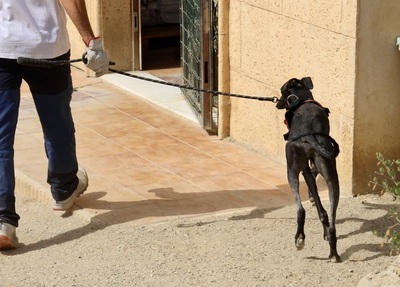 Hank, Galgo Espanol - Rüde