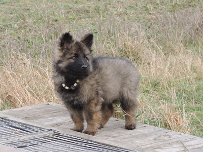 Hank von der Osterwiese