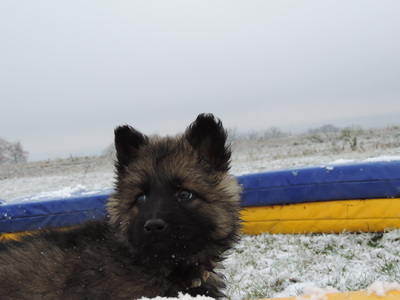 Hank von der Osterwiese, Deutscher Schäferhund Welpen - Rüde