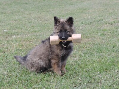 Hank von der Osterwiese, Deutscher Schäferhund Welpen - Rüde