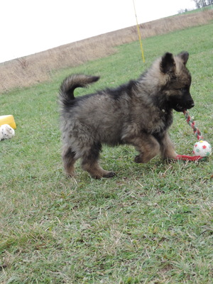 Hank von der Osterwiese, Deutscher Schäferhund Welpen - Rüde