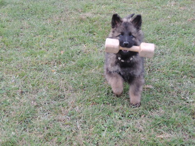 Hank von der Osterwiese, Deutscher Schäferhund Welpen - Rüde
