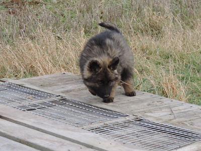 Hank von der Osterwiese, Deutscher Schäferhund Welpen - Rüde