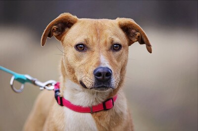 Hanni, Mischlingshündin Hanni - Hündin