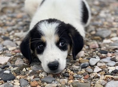 Hanni - Zuckersüßes Welpenmädchen, ca. 4 Monate, Mischling Welpen - Hündin